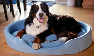 Furhaven dog bed with medical foam