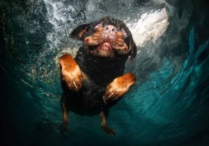 swimming dog underwater