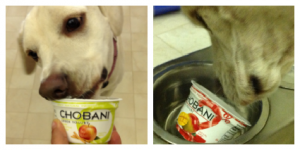 Daisy dog eating Chobani Yogurt
