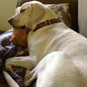 cute photo of dog taking a nap on the sofa