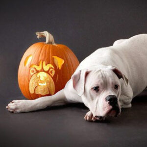 carve a dog pumpkin