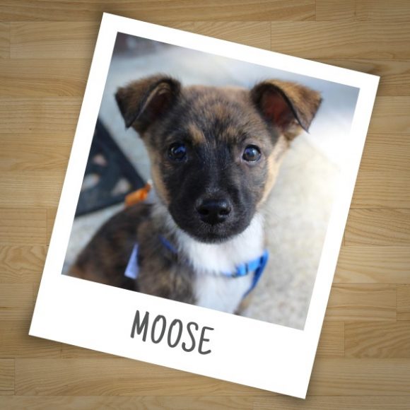 Vote for Your Favorite Dog BJsGreatPetSearch Woof Woof Mama