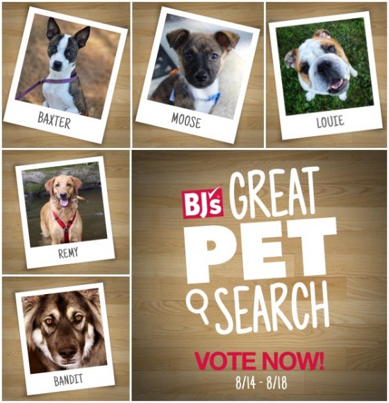 Vote for Your Favorite Dog BJsGreatPetSearch Woof Woof Mama