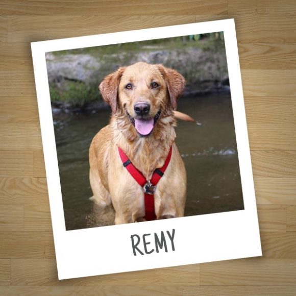 Vote for Your Favorite Dog BJsGreatPetSearch Woof Woof Mama